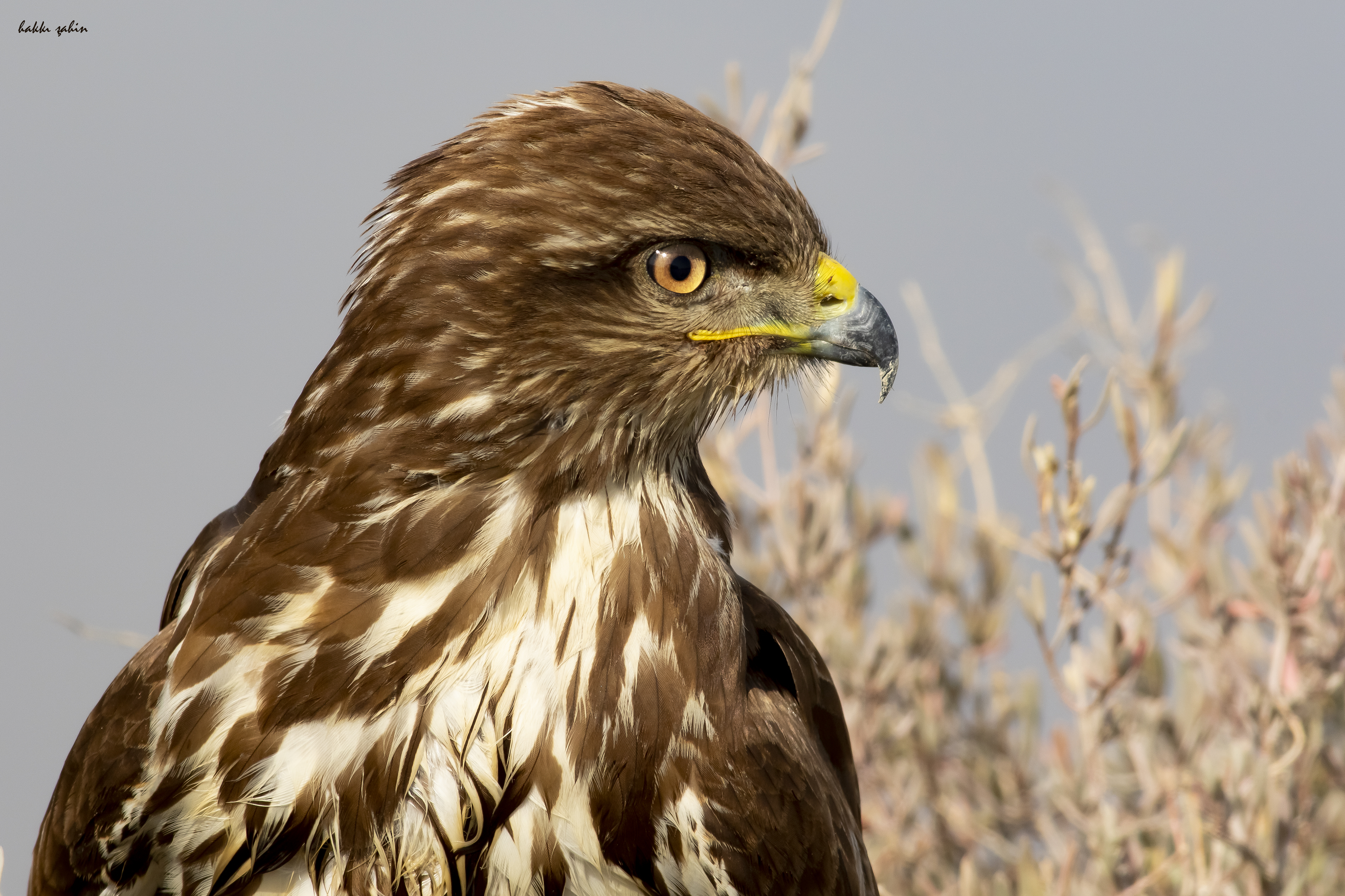Common Buzzard